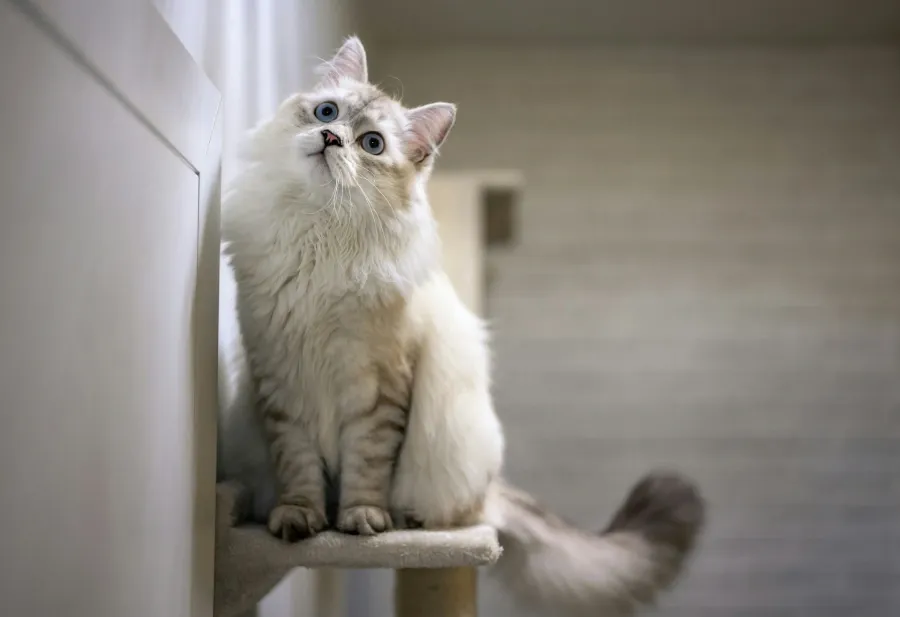Katze sitzt auf einer Plüschetage eines Kratzbaums